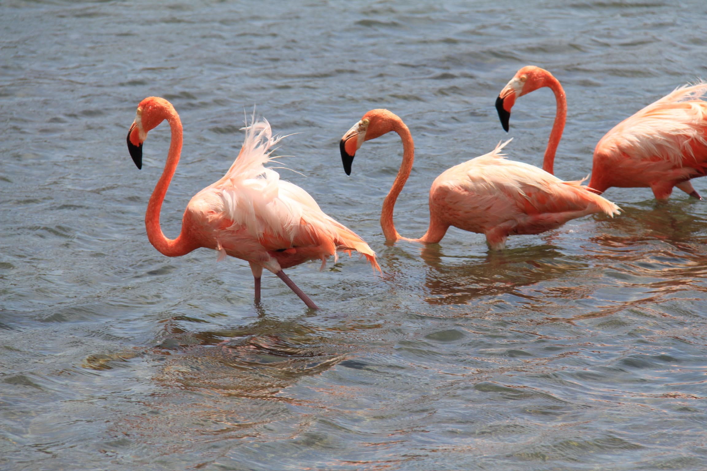 Birdwatching on Bonaire: a guide to the island's birds